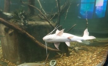 Acuario del Río Paraná
