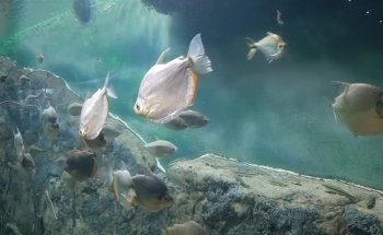 Acuario del Río Paraná