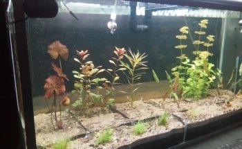 Acuarios plantados Atlántida fish
