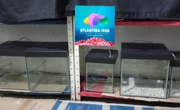 Acuarios plantados Atlántida fish