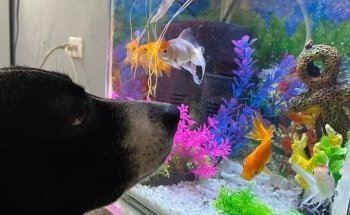 Acuarios plantados Atlántida fish