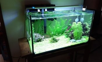 Acuarios plantados Atlántida fish