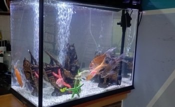 Acuarios plantados Atlántida fish