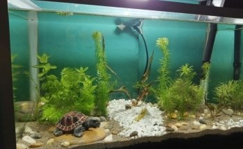 Acuarios plantados Atlántida fish