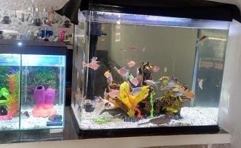 Acuarios plantados Atlántida fish
