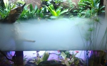 Acuario Amazónico
