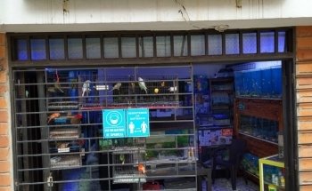 Amazon Aquarium
