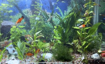 Acuario Sucre Bolivariana