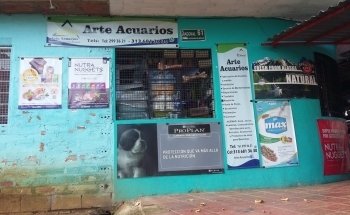 Arte Acuarios