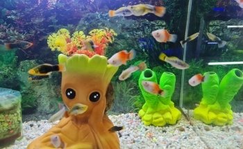 Acuario Acuamazonicos