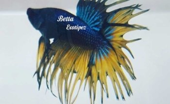 Acuario Acuamazonicos