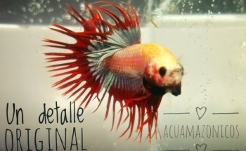 Acuario Acuamazonicos