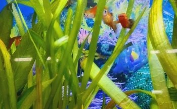 Acuario Acuamazonicos