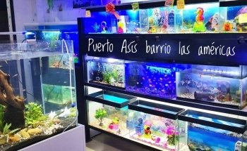 Acuario Acuamazonicos