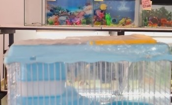 Acuario Acuamazonicos