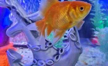 Acuario Acuamazonicos