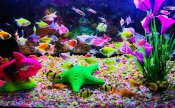 Acuario Acuamazonicos