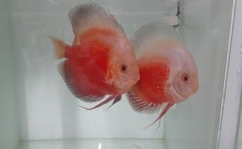 Acuario J.Y.C.