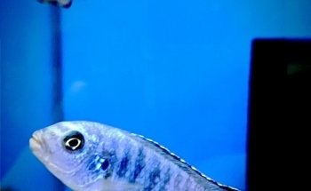 Acuario J.Y.C.