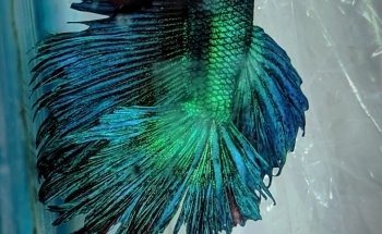 Acuario J.Y.C.