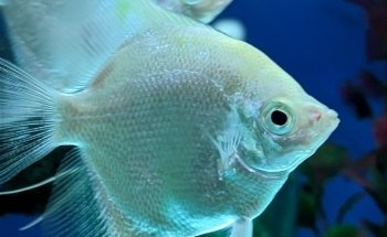 Acuario J.Y.C.