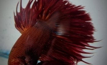 Acuario J.Y.C.