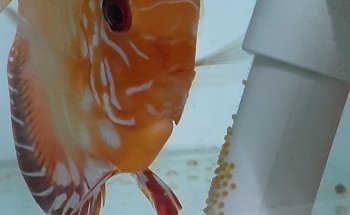 Acuario J.Y.C.