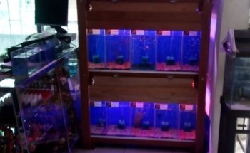 Acuario J.Y.C.