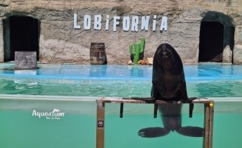 Aquarium