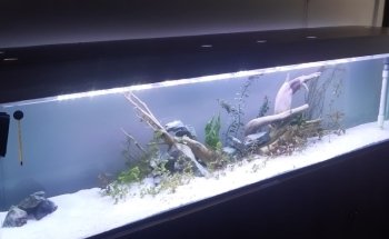 Aquacubes