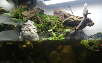 Aquacubes