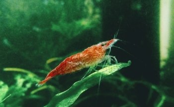 Aquacubes