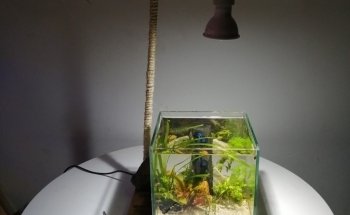 Aquacubes
