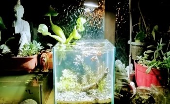 Aquacubes