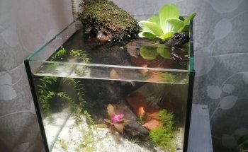 Aquacubes