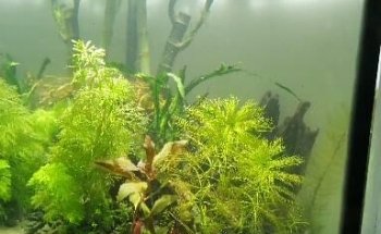 Aquacubes