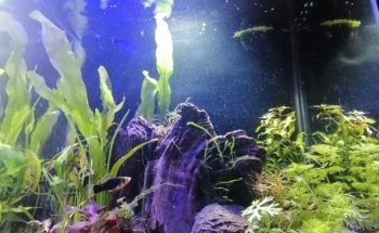 Aquacubes