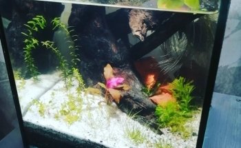 Aquacubes