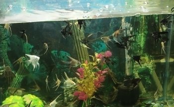 Florist accessories Barranquilla