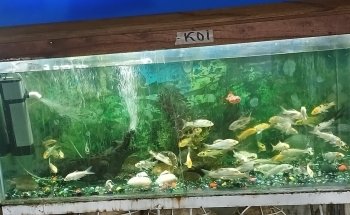 Florist accessories Barranquilla