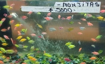 Accesorios de Floristería Barranquilla