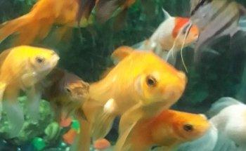 Florist accessories Barranquilla