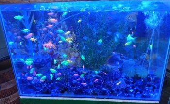 Florist accessories Barranquilla