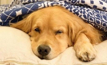 Pet Shop | Centro Pet Argentina | Veterinaria