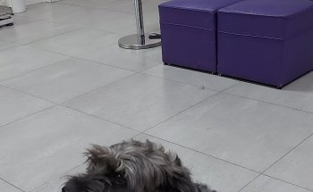 Pet Shop | Centro Pet Argentina | Veterinaria