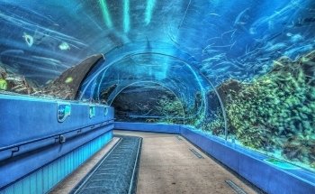 Georgia Aquarium