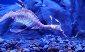 Georgia Aquarium