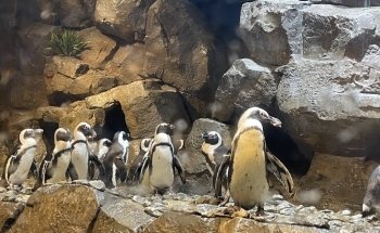Georgia Aquarium