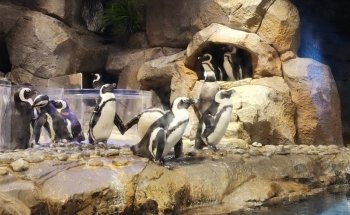 Georgia Aquarium