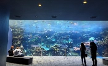 Georgia Aquarium